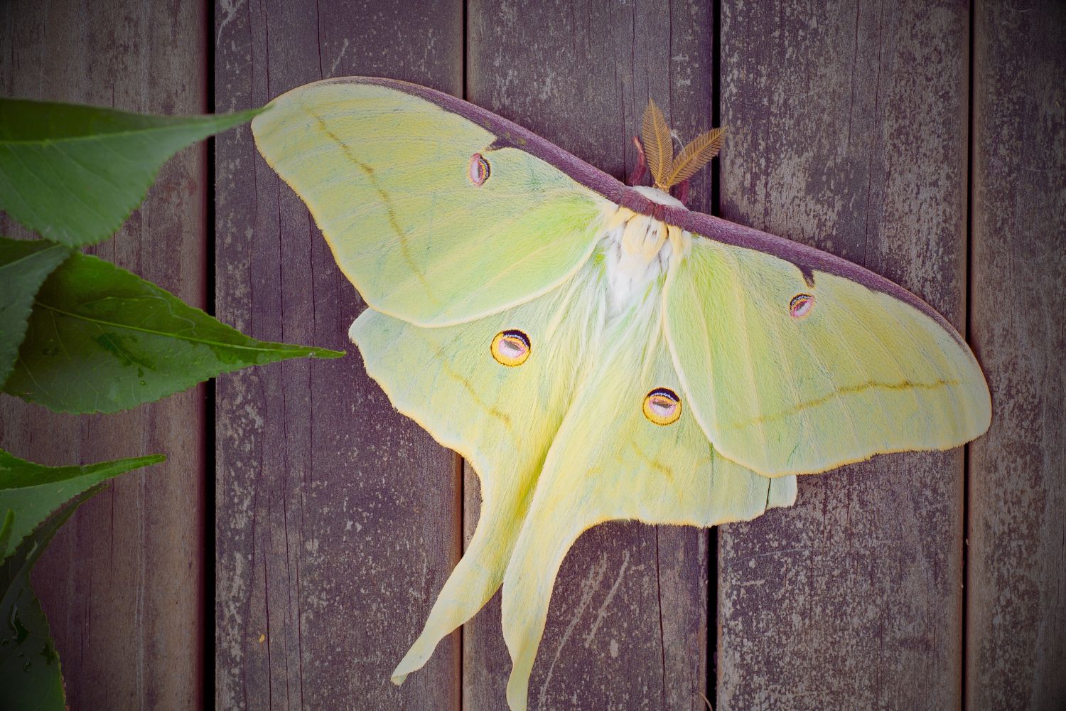 demon-moth-1.jpg